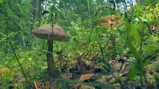 Herbsttag Pilzsammler Spaziert Durch Den Wald Und Sammelt Pilze Einem — Stockvideo