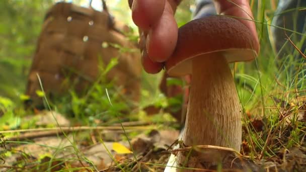 Autumn Day Mushroom Picker Walks Woods Gathers Mushrooms Basket — Stock Video