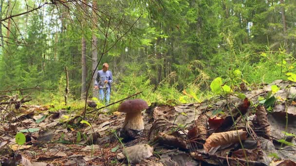 Raccoglitore Funghi Giorno Autunno Cammina Attraverso Boschi Raccoglie Funghi Cesto — Video Stock