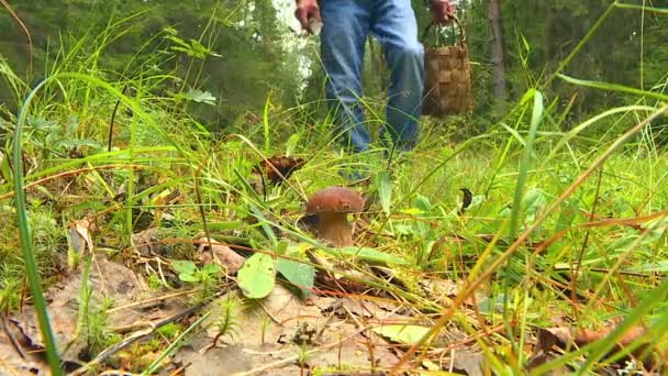 Herbsttag Pilzsammler Spaziert Durch Den Wald Und Sammelt Pilze Einem — Stockvideo