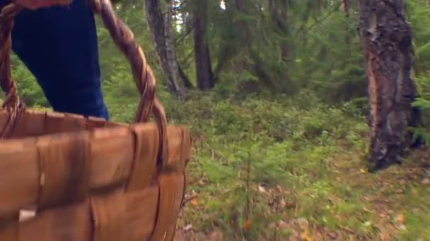 秋日蘑菇采摘者穿过树林 在篮子里收集蘑菇 — 图库视频影像