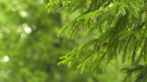 Gyönyörű Kilátás Nyílik Erdők Parkok Kora Ősz — Stock videók