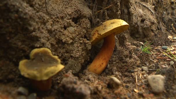 Raccoglitore Funghi Giorno Autunno Cammina Attraverso Boschi Raccoglie Funghi Cesto — Video Stock