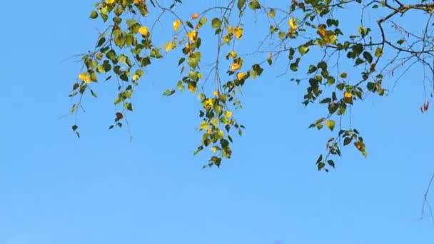 Hermosas Vistas Bosques Parques Principios Otoño — Vídeos de Stock