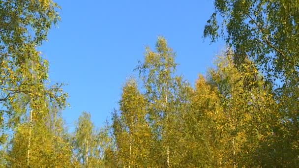 Hermosas Vistas Bosques Parques Principios Otoño — Vídeo de stock