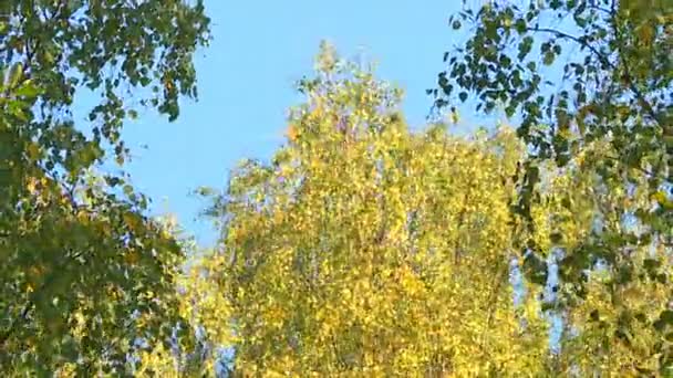 初秋的森林和公园的美丽景色 — 图库视频影像