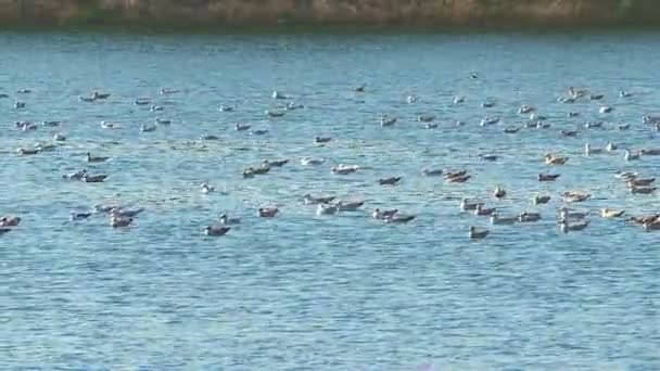 Una Bandada Aves Acuáticas Descansando Sobre Superficie Lisa Azul Del — Vídeo de stock