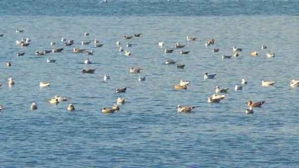 Flock Sjöfåglar Som Vilar Den Blå Slät Yta Floden Sommaren — Stockvideo