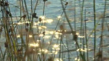 Parlak sarı güneşin bir yaz gününde küçük nehir dalgalar halinde yansıtılır.