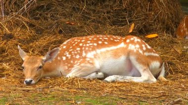 Bir yaz gününde keçi, geyik ve diğer ungulates çayırda otlatmak ve gölgede dinlenmek.