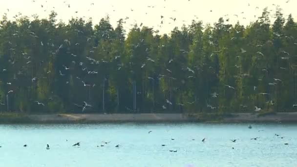 Bando Aves Aquáticas Descansando Superfície Lisa Azul Rio Verão — Vídeo de Stock