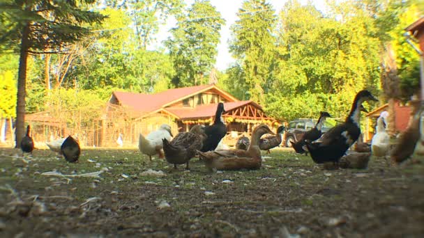 Bir Ördek Sürüsü Bir Kırsal Çiftlik Hayvanları Çiftlikte Beslemeleri — Stok video