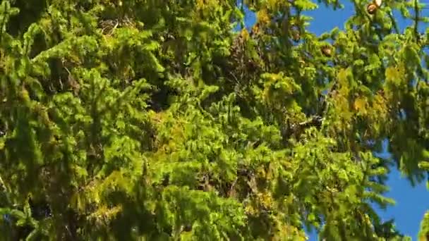 Красивый Вид Леса Парки Начале Осени — стоковое видео
