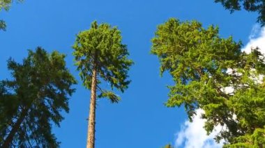 Ormanlar ve parklarda erken sonbahar manzarası.