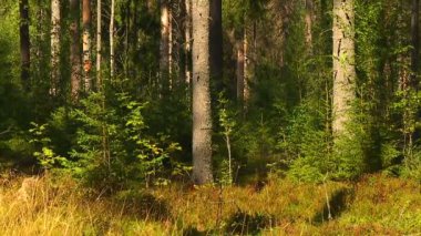 Ormanlar ve parklarda erken sonbahar manzarası.