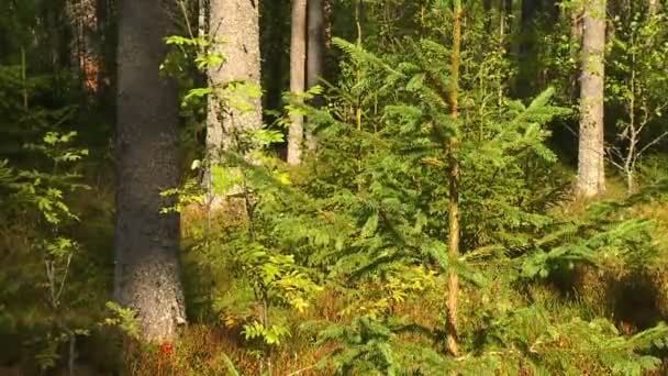 Schöne Aussichten Auf Wälder Und Parks Frühherbst — Stockvideo