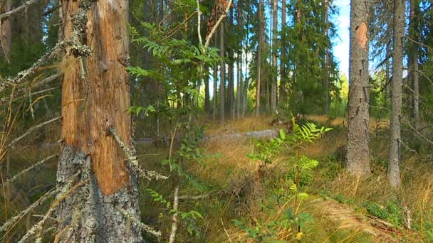 Schöne Aussichten Auf Wälder Und Parks Frühherbst — Stockvideo