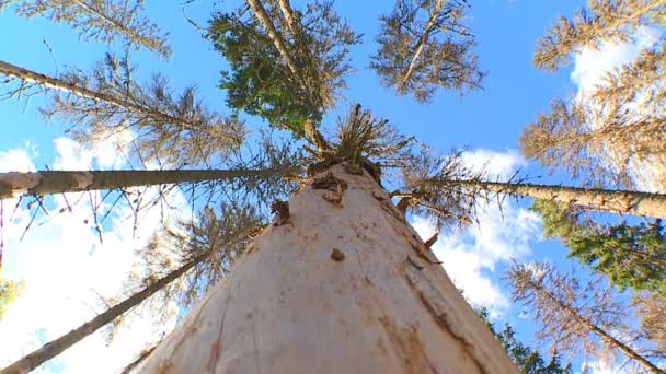 Vedere Frumoasă Pădurilor Parcurilor Începutul Toamnei — Videoclip de stoc