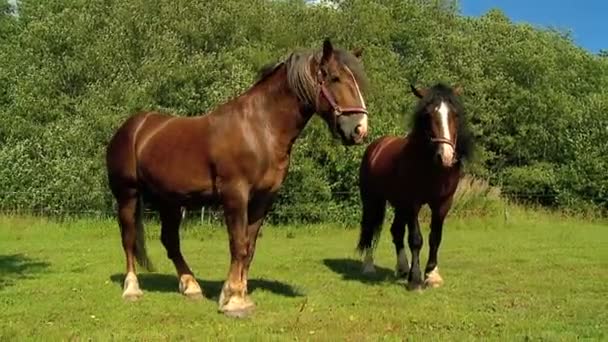 Vuxna Hästar Och Unga Föl Rid Utställningen Står Inhägnaden Äta — Stockvideo