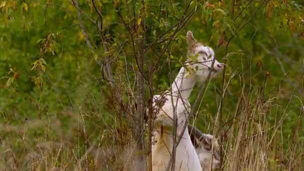 Bir Yaz Gününde Keçi Geyik Diğer Ungulates Çayırda Otlatmak Gölgede — Stok video