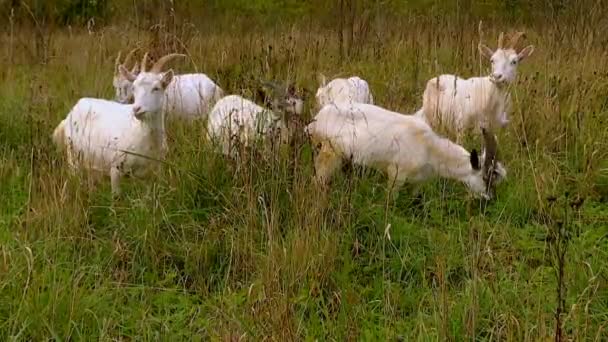 Día Verano Cabras Ciervos Otros Ungulados Pastan Prado Descansan Sombra — Vídeo de stock