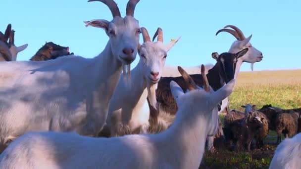 Dia Verão Cabras Veados Outros Ungulados Pastam Prado Descansam Sombra — Vídeo de Stock