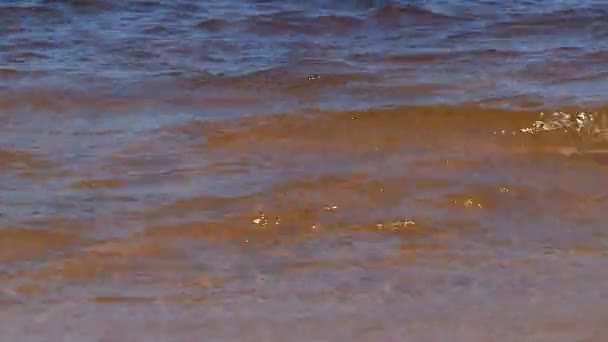Die Gemächliche Strömung Trägt Das Flusswasser Einem Sommertag Den Mit — Stockvideo
