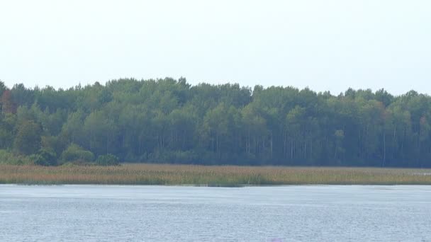 Неспішна Течія Переносить Річкові Води Повз Береги Вкриті Лісами Літній — стокове відео