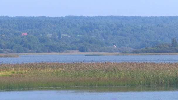 現在のゆったりとした夏の日に森林に覆われて銀行過去の河川水を運ぶ — ストック動画