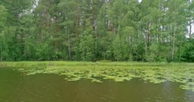 Rus manzaraları. Bir yaz günü bir kuadrokopterle çekilen güzel yaz manzaraları. Orman gölü ve çam ormanı var. Bir kuşun gözünden..