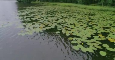 Rus manzaraları. Bir yaz günü bir kuadrokopterle çekilen güzel yaz manzaraları. Orman gölü ve çam ormanı var. Bir kuşun gözünden..