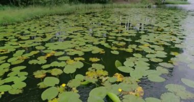 Rus manzaraları. Bir yaz günü bir kuadrokopterle çekilen güzel yaz manzaraları. Orman gölü ve çam ormanı var. Bir kuşun gözünden..