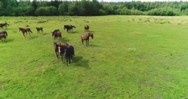 Güzel atlar ve taylar yaz otlağının yeşil, sulu çimlerinde başarıyla otlarlar..