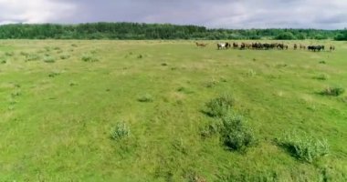 Güzel atlar ve taylar yaz otlağının yeşil, sulu çimlerinde başarıyla otlarlar..