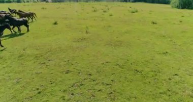 Güzel atlar ve taylar yaz otlağının yeşil, sulu çimlerinde başarıyla otlarlar..