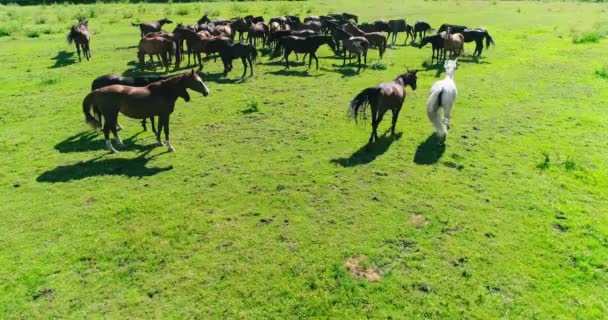 Όμορφα Άλογα Και Πουλάρια Βόσκουν Επιτυχία Στο Πράσινο Ζουμερό Γρασίδι — Αρχείο Βίντεο