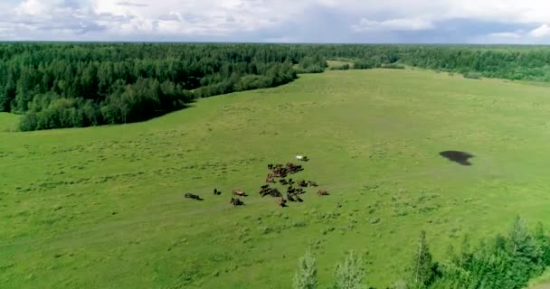 美丽的马和马驹成功地在夏天牧场的绿色多汁的草地上吃草 — 图库视频影像