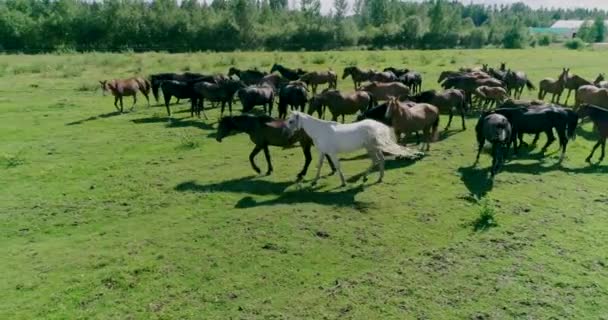 Krásní Koně Hříbata Úspěšně Pasou Zelené Šťavnaté Trávě Letní Pastviny — Stock video