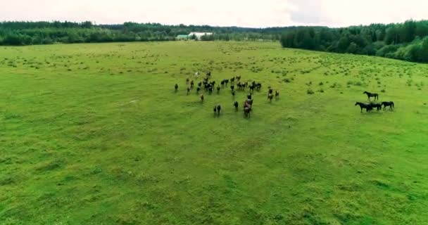 Mooie Paarden Veulens Grazen Met Succes Het Groene Sappige Gras — Stockvideo