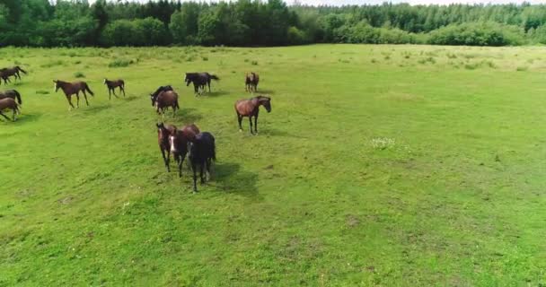 美丽的马和马驹成功地在夏天牧场的绿色多汁的草地上吃草 — 图库视频影像