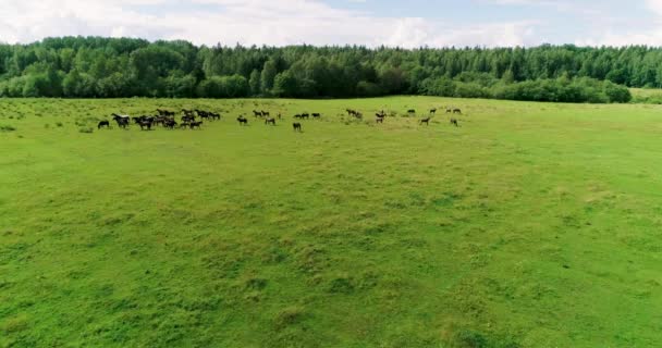 夏の牧草地の緑でジューシーな草の上に美しい馬や馬が正常に放牧 — ストック動画