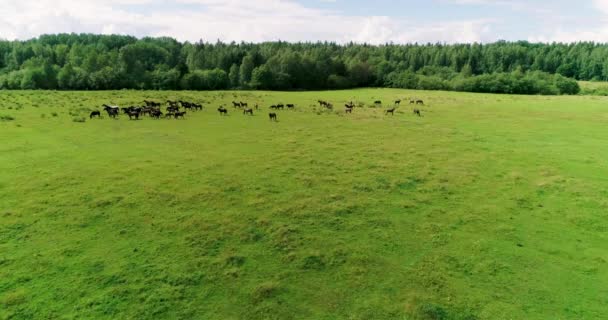 Beaux Chevaux Poulains Broutent Avec Succès Sur Herbe Verte Juteuse — Video