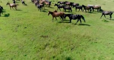 Güzel atlar ve taylar yaz otlağının yeşil, sulu çimlerinde başarıyla otlarlar..