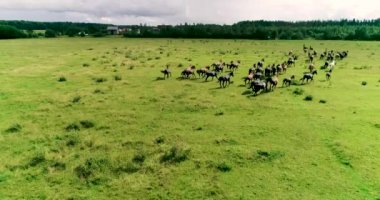 Güzel atlar ve taylar yaz otlağının yeşil, sulu çimlerinde başarıyla otlarlar..