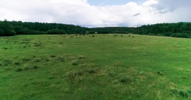 Krásní Koně Hříbata Úspěšně Pasou Zelené Šťavnaté Trávě Letní Pastviny — Stock video