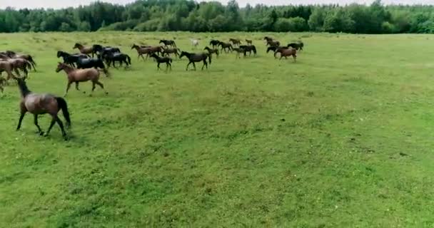 Vackra Hästar Och Föl Betar Framgångsrikt Det Gröna Saftiga Gräset — Stockvideo