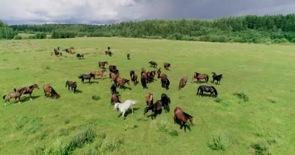 Schöne Pferde Und Fohlen Grasen Erfolgreich Auf Dem Grünen Saftigen — Stockvideo