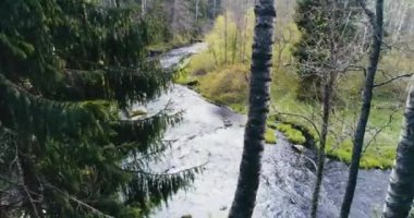 Ormanın ortasında, köknar ve çamların gövdeleri arasında, isimsiz küçük bir nehrin hızlı suları akar..