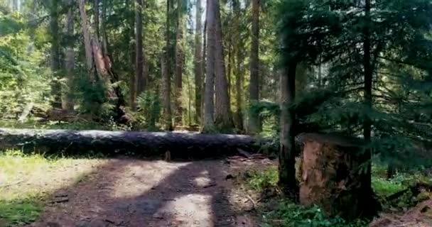 Erdő Közepén Ősi Fenyők Fenyők Törzsei Között Egy Keskeny Sétaút — Stock videók
