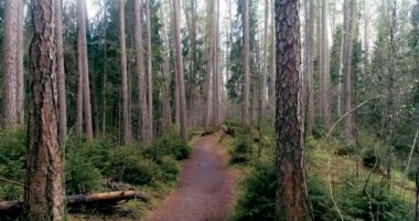 Ormanın ortasında, köknar ve çam ağaçlarının gövdeleri arasında yürümek için dar bir yol gizlidir..